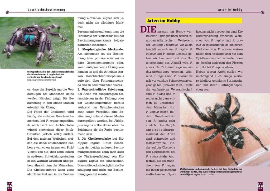 Ist meine Springspinne männlich oder weiblich Ist meine Springspinne männlich oder weiblich
