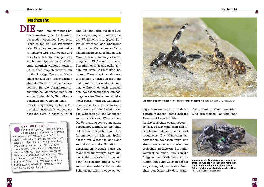 Art für Art Springspinnen