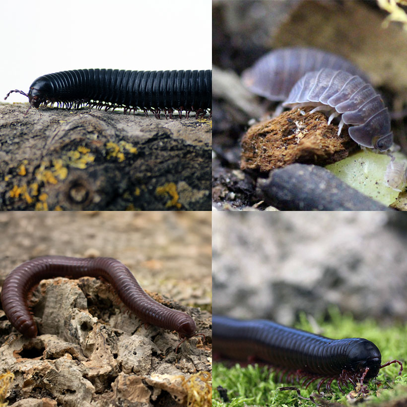 Afrika-Riesen-Bundle