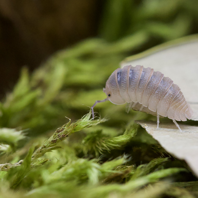 Armadillidium scaberrimum