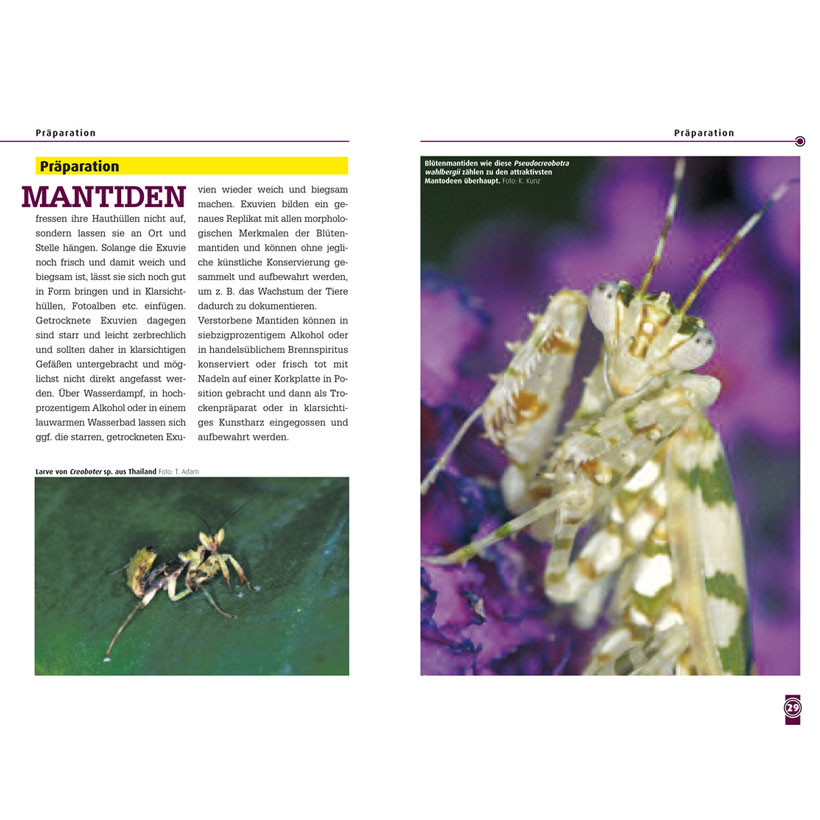 Blütenmantiden-Leseprobe 1