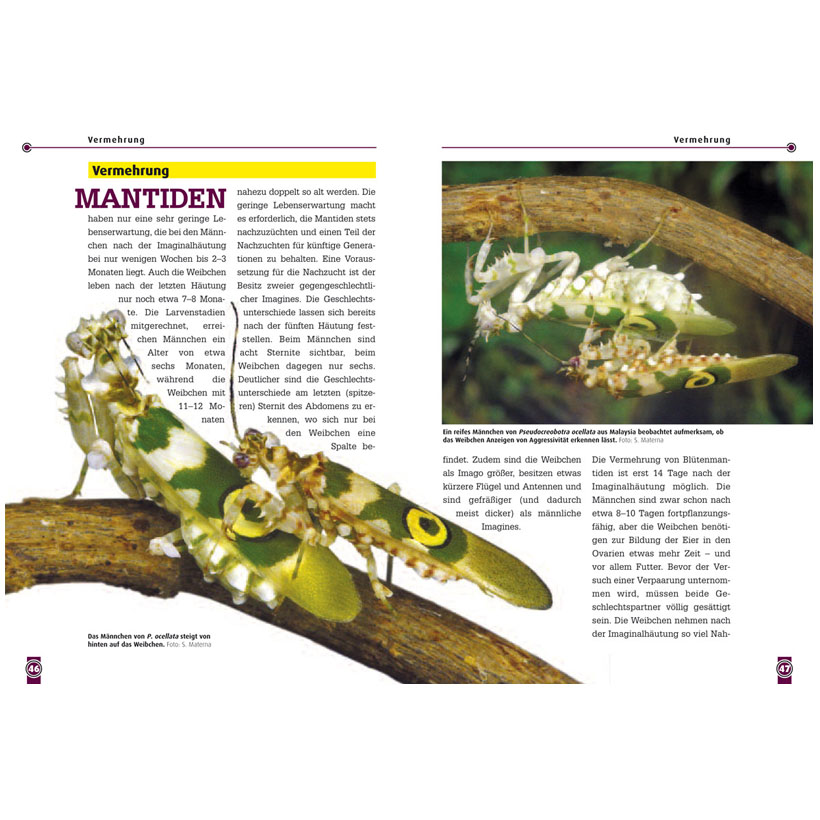 Blütenmantiden-Leseprobe 2