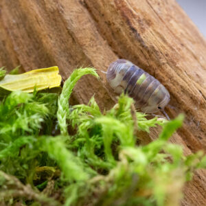 Cubaris spec. "Amber Firefly"