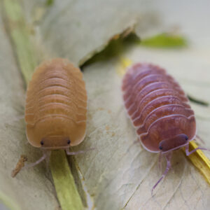 Cubaris spec. "Salamon"