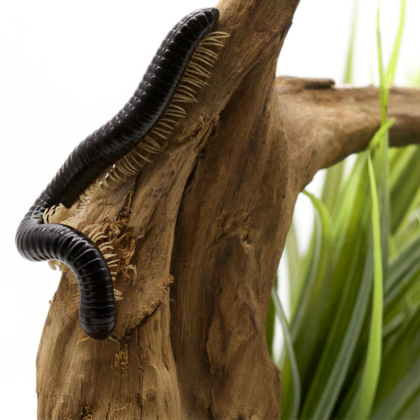 Dendrostreptus macracanthus