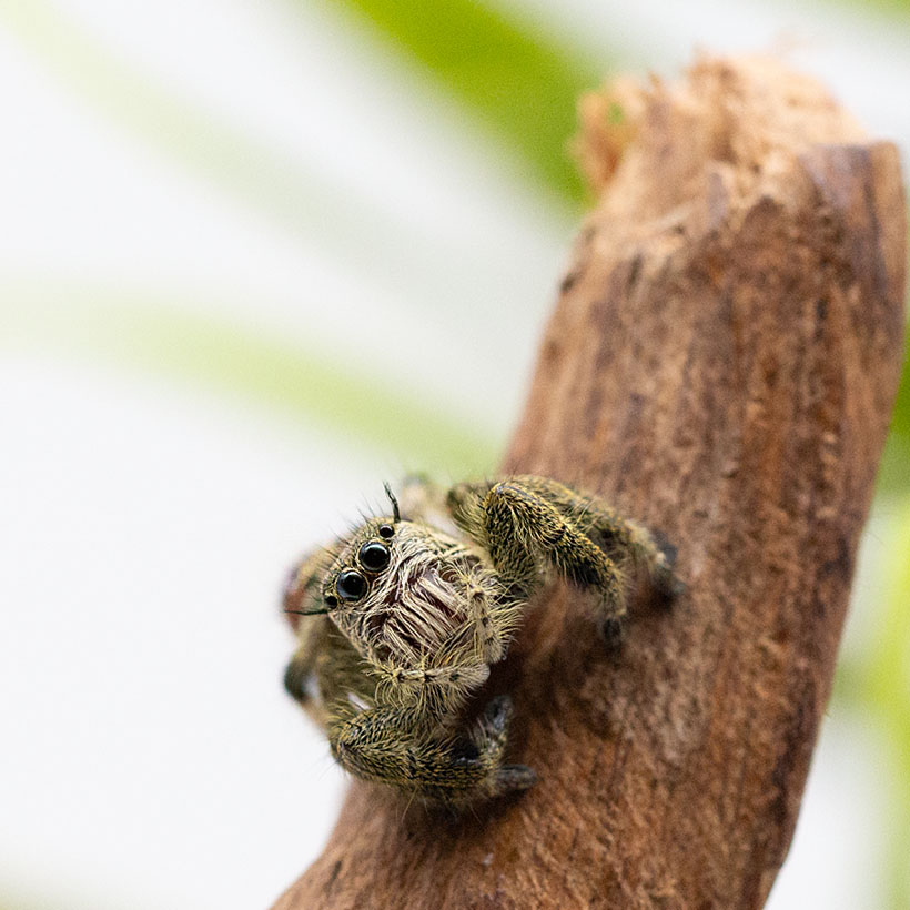 Hyllus cf. vietnamensis