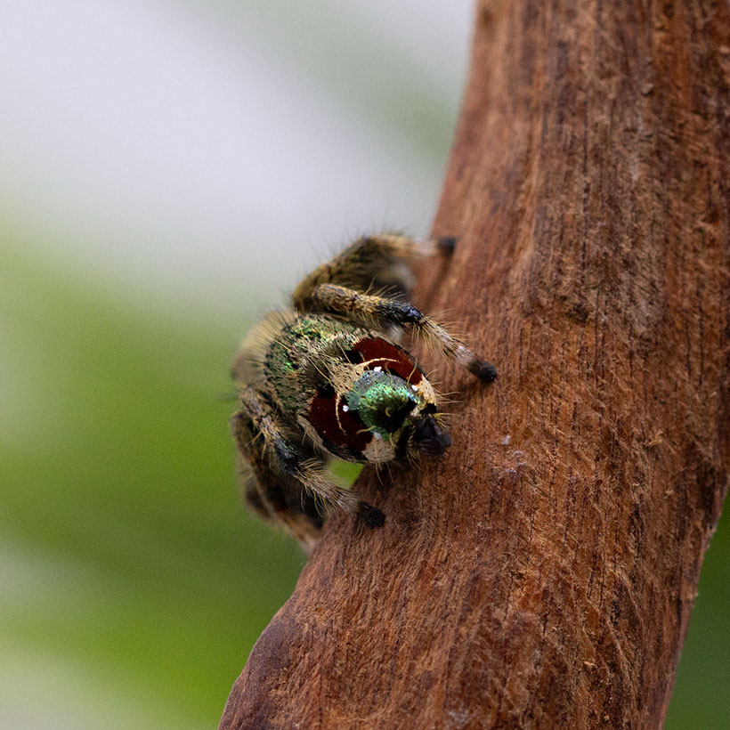 Hyllus cf. vietnamensis- Abdomen
