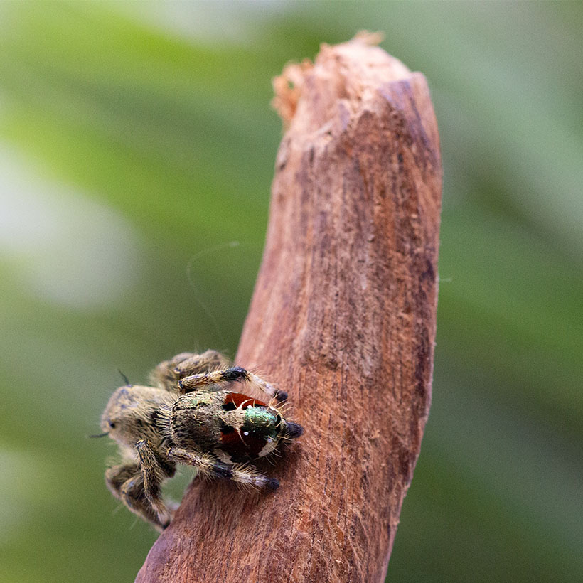Hyllus cf. vietnamensis- Seite