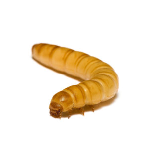 Mealworms