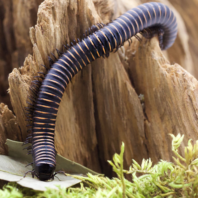 Odontostreptus sjoestedti