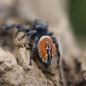 Phidippus carneus-Abdomen