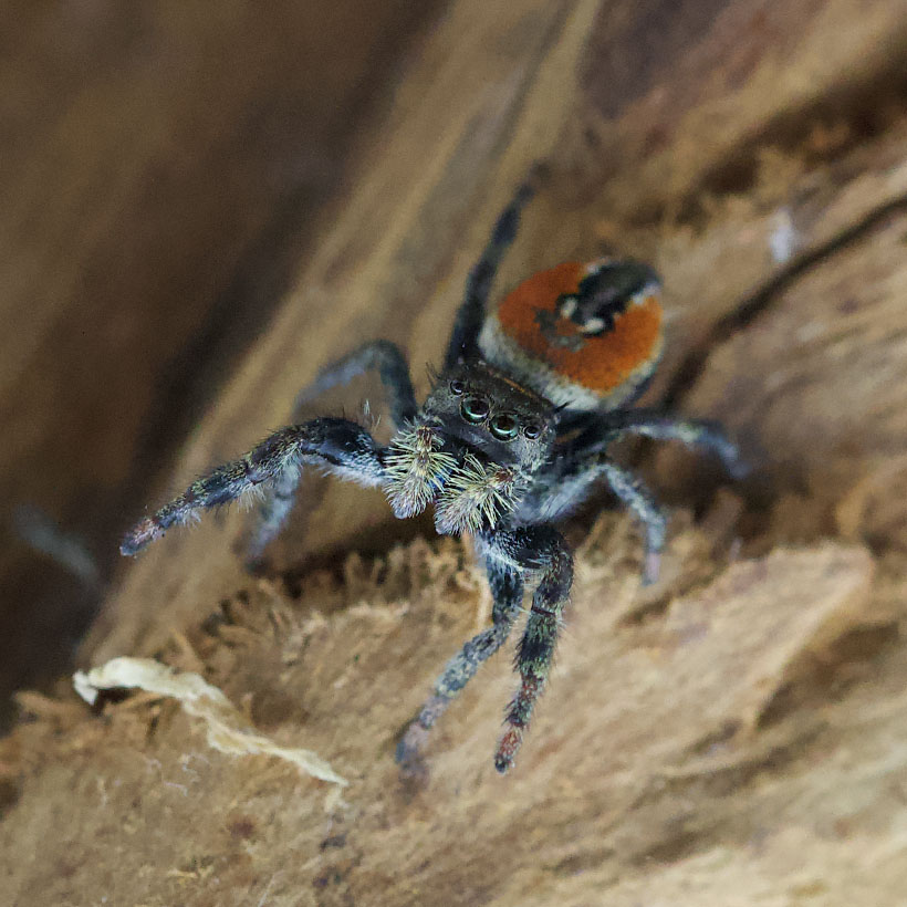 Phidippus carneus-Oben