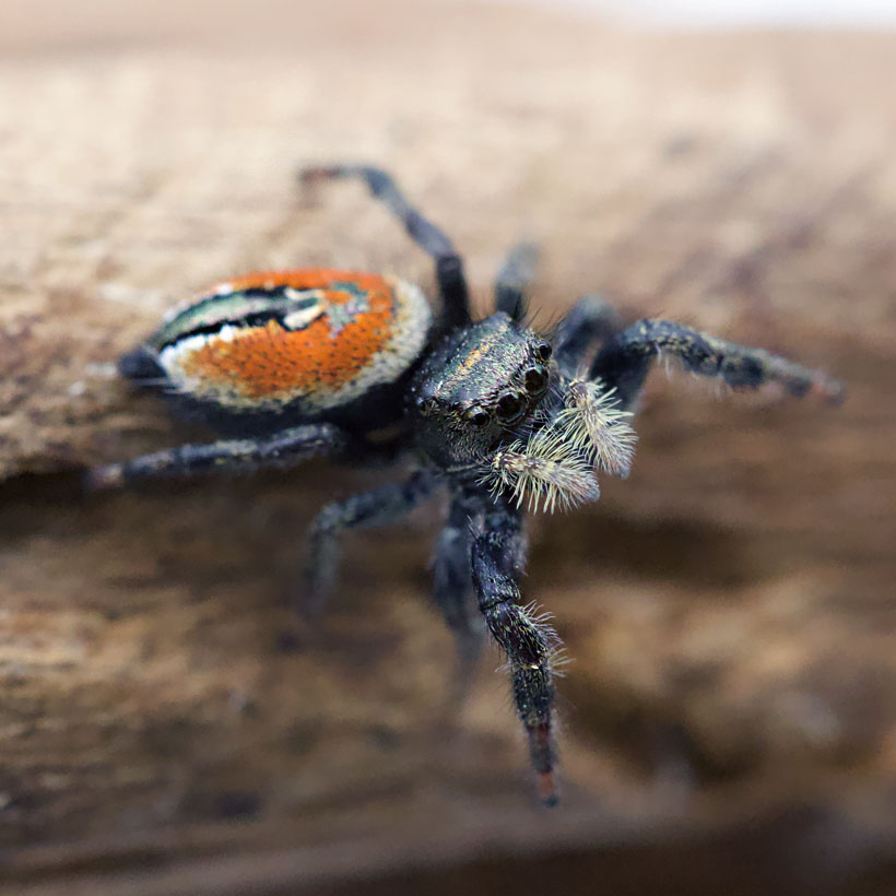 Phidippus carneus- Seite