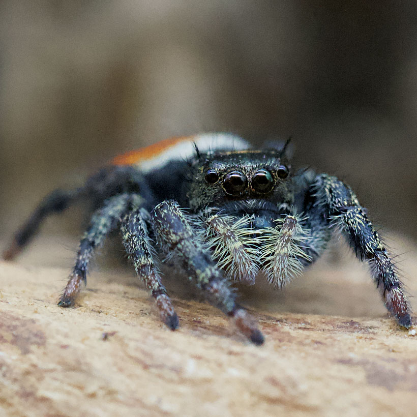Phidippus carneus