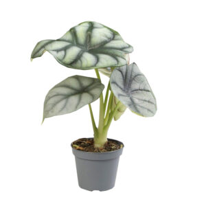 Alocasia Silver Dragon