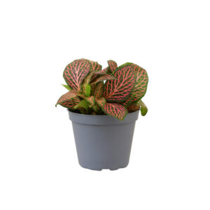 Fittonia Pink