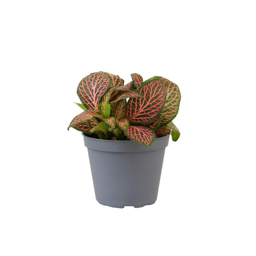 Fittonia Pink