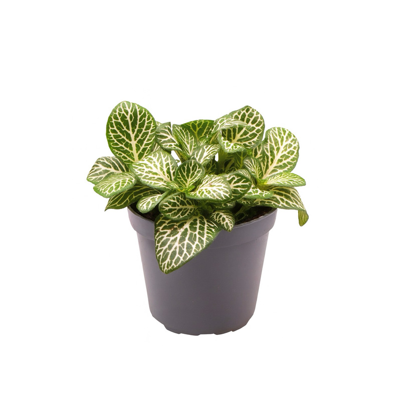 Fittonia albivenis "Mini White"