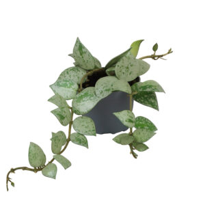 Hoya krohniana "Eskimo"