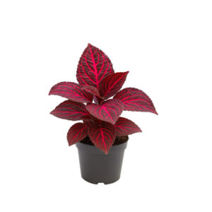 Iresine herbstii "Bloodleaf"