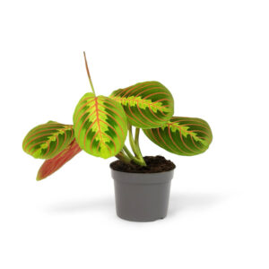 Maranta leuconeura "Red Stripe"