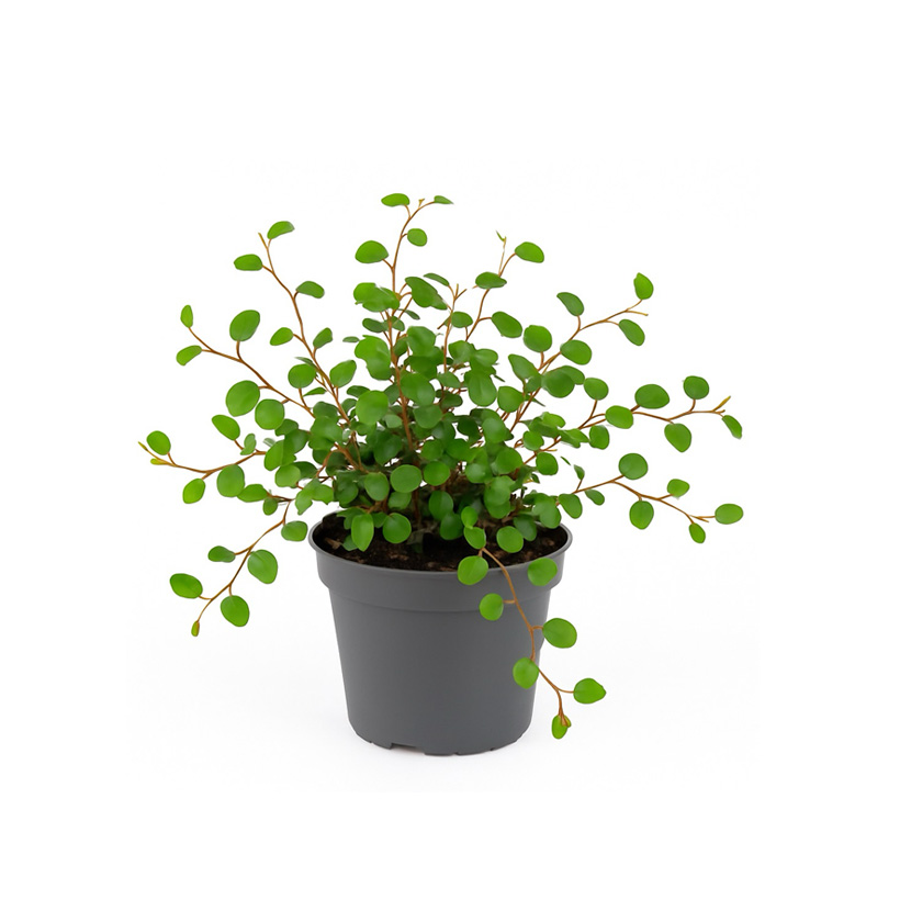 Muehlenbeckia complexa