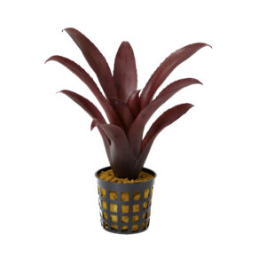 Neoregelia "Amazon"