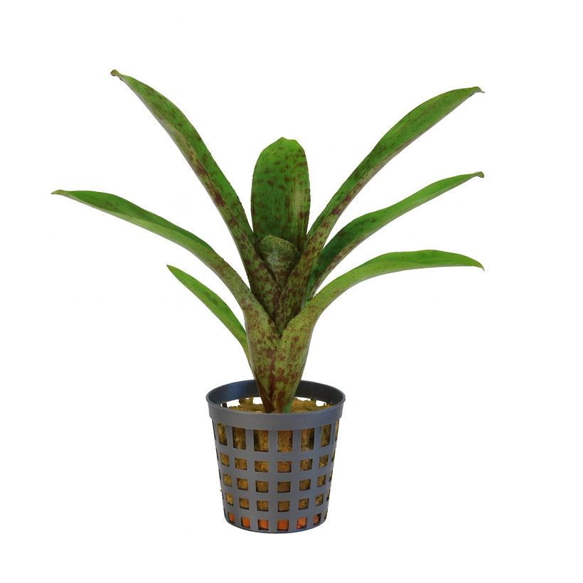 Neoregelia "Atlantis"