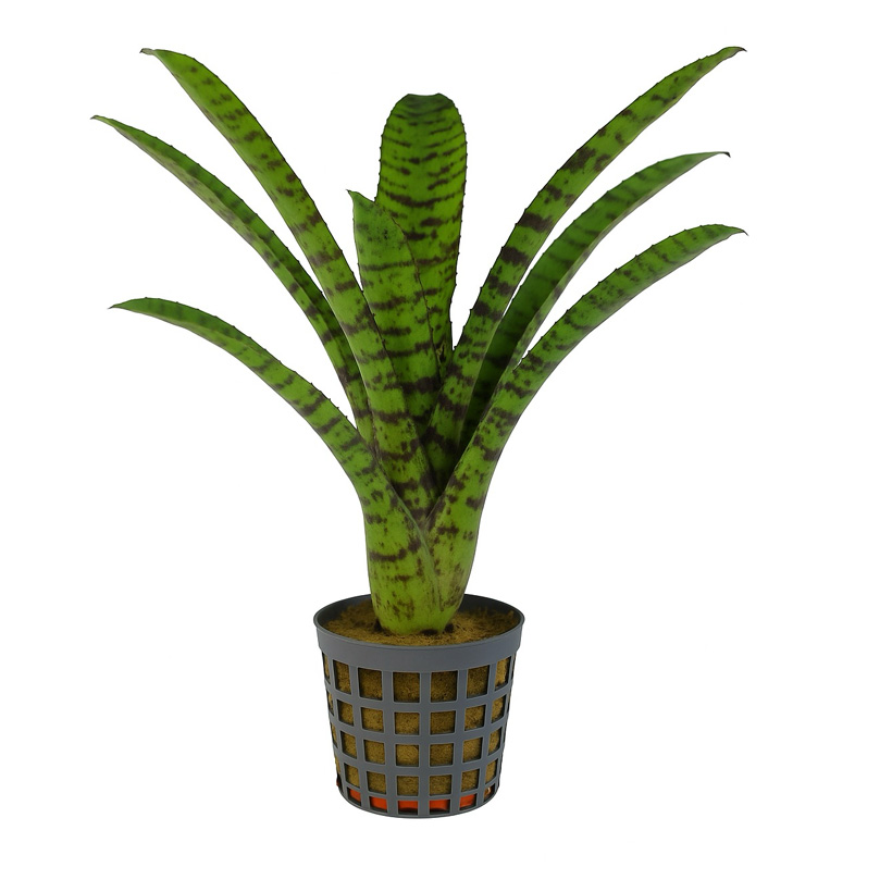 Neoregelia ampullacea "Tigrina"