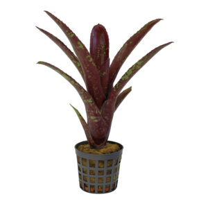 Neoregelia hera var "little bright"