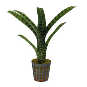 Neoregelia rubrifolia