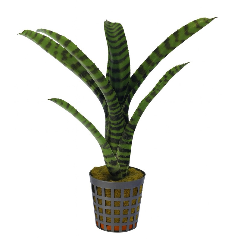 Neoregelia rubrifolia