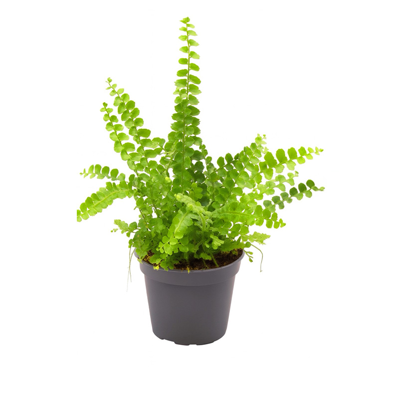 Nephrolepis exaltata „Duffy“