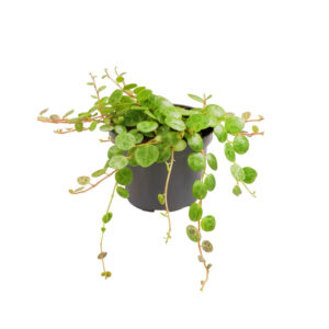 Peperomia prostrata