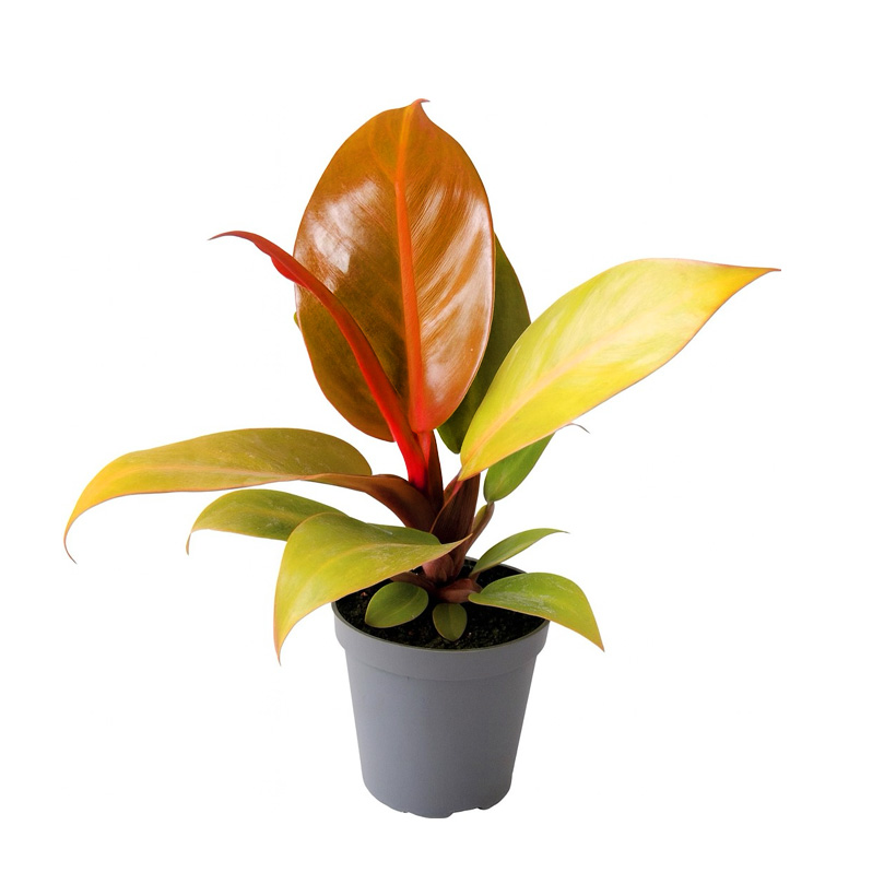 Philodendron "Cherry Red"