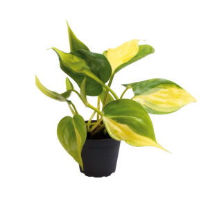 Philodendron scandens "Brasil"