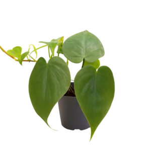 Philodendron scandens