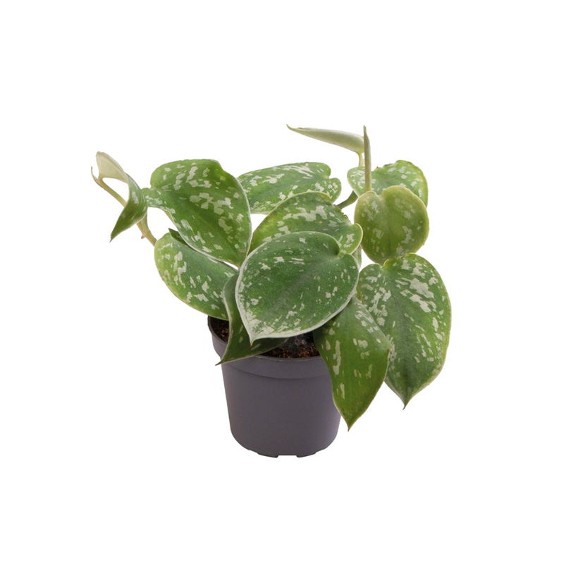 Philodendron scandens pictus