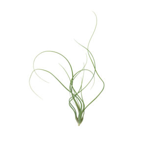 Tillandsia butzii