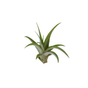 Tillandsia capitata "Peach"