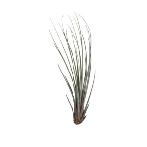 Tillandsia juncea