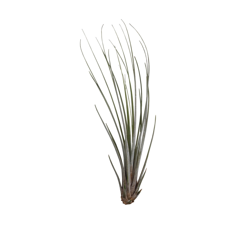 Tillandsia juncea