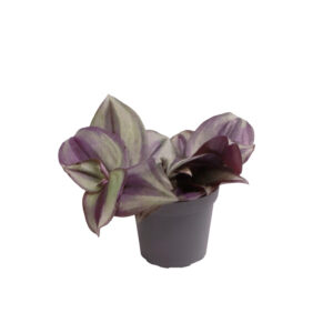 Tradescantia zebrina