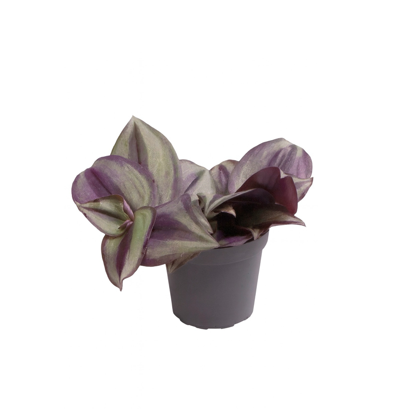 Tradescantia zebrina