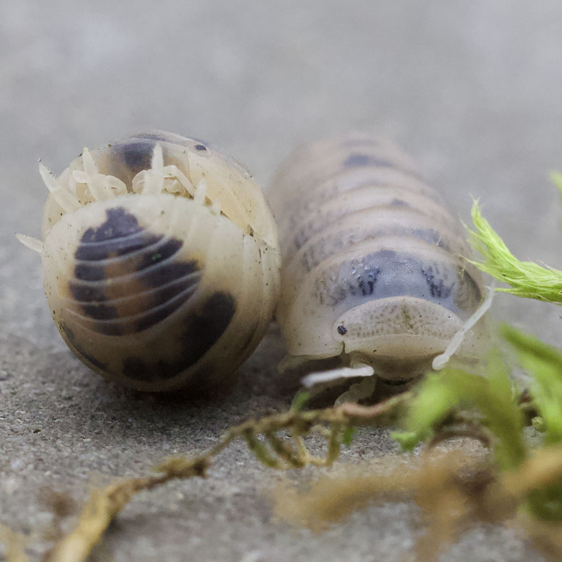 Armadillo officinalis "Tamarix"-Gruppe