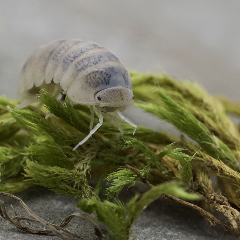 Armadillo officinalis "Tamarix"-Moos