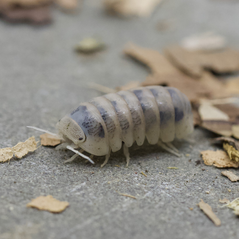 Armadillo officinalis "Tamarix"