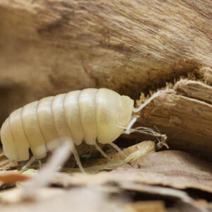 Armadillo officinalis "White pina"