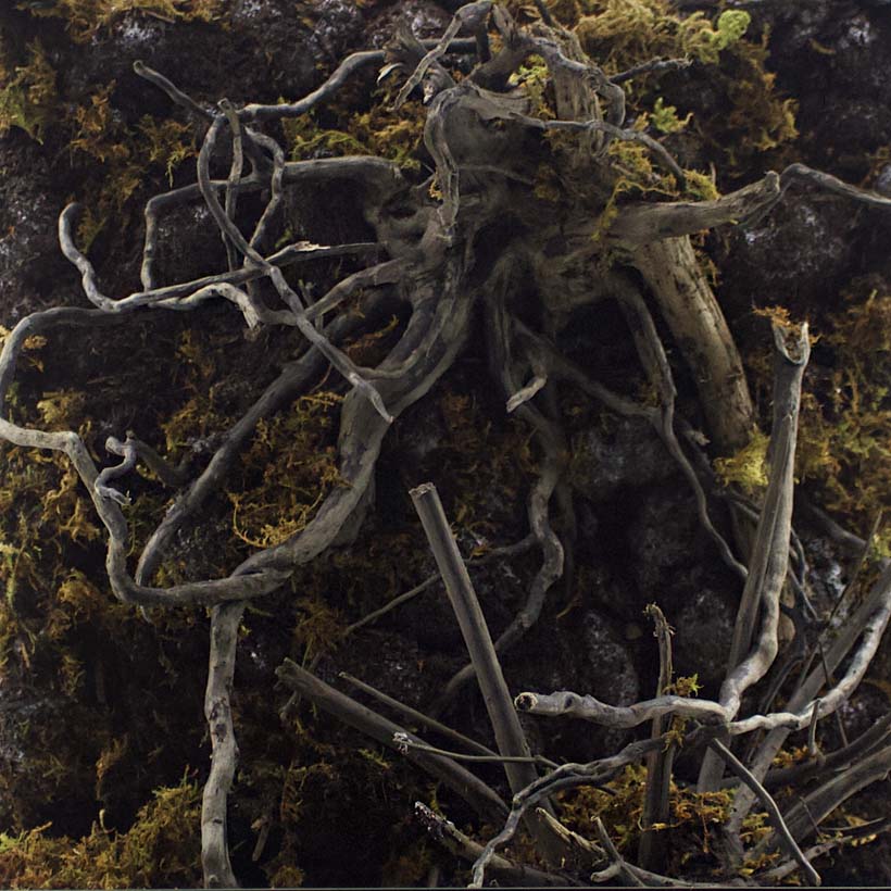 Black Spider Wurzel-Terrarium