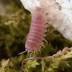 Cubaris spec. "Cherry Blossom" movement